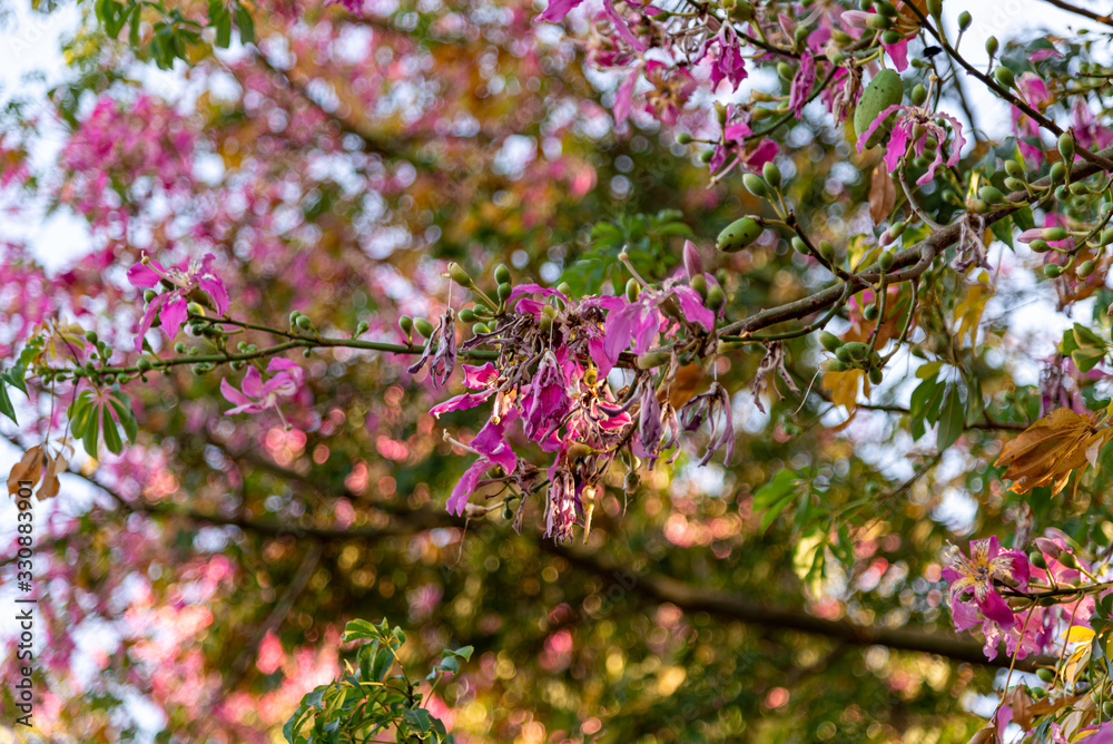 Pink flowers of the Paineira tree (Chorisia speciosa) and its exuberant beauty Pink flowers of the Paineira tree (Chorisia speciosa) and its exuberant beauty