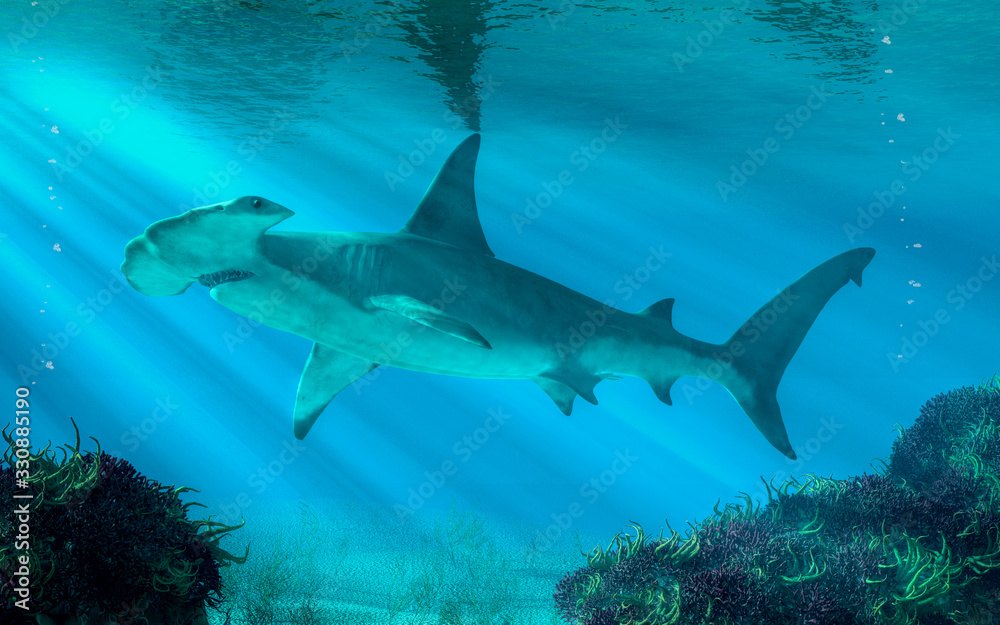 In this undersea scene, a hammerhead shark swims by you.  Beware this aquatic predator. 3D illustration - obrazy, fototapety, plakaty 