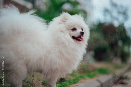 white pomeranian spitz smiling on the street against the background of green trees and rocks 