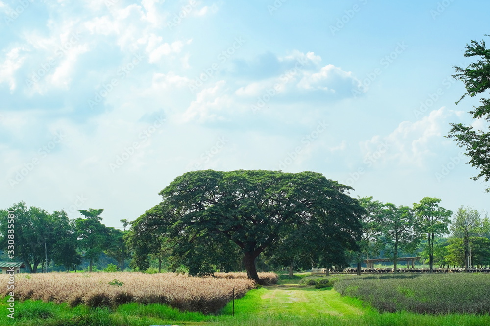Big trees on green meadow fields with blue sky and white clouds background Big trees on green meadow fields with blue sky and white clouds background