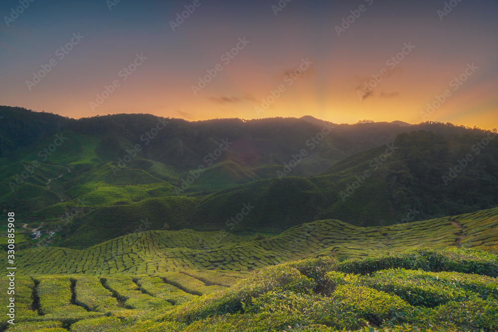 beautiful sunset at a tea plantation at cameron highlands