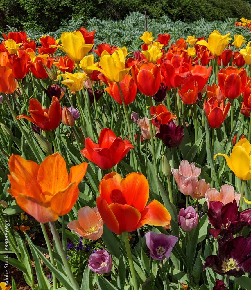 Obraz premium field of red and yellow tulips