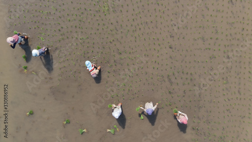 Aerial view of farmers working in rice field plantation.Asia farmers planting on the organic paddy rice farmland.
