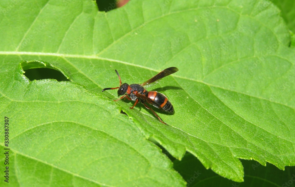 Red tropical wasp on green leaves in Florida nature, closeup Red tropical wasp on green leaves in Florida nature, closeup