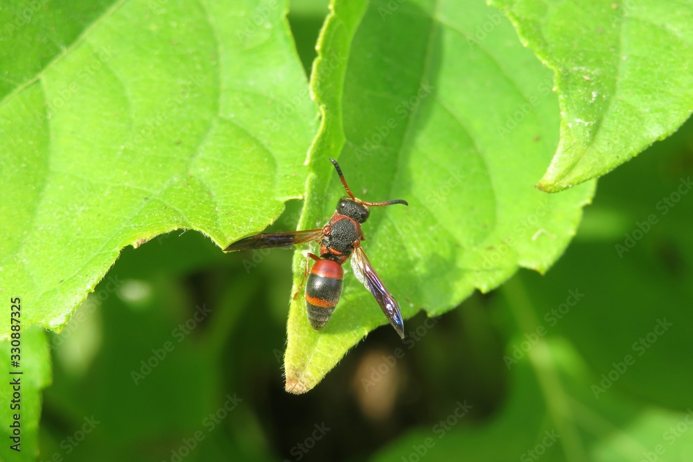 Red tropical wasp on green leaf in Florida nature, closeup Red tropical wasp on green leaf in Florida nature, closeup
