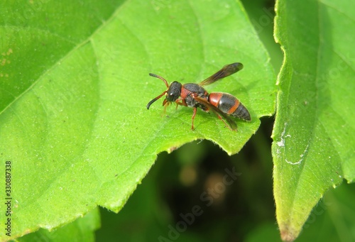 Red tropical wasp on green leaf in Florida nature, closeup 