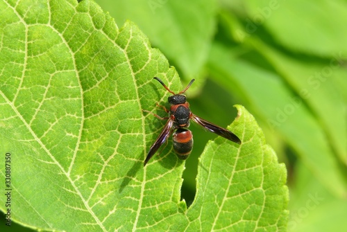 Tropical red-black wasp resting on green leaf in Florida nature, closeup 