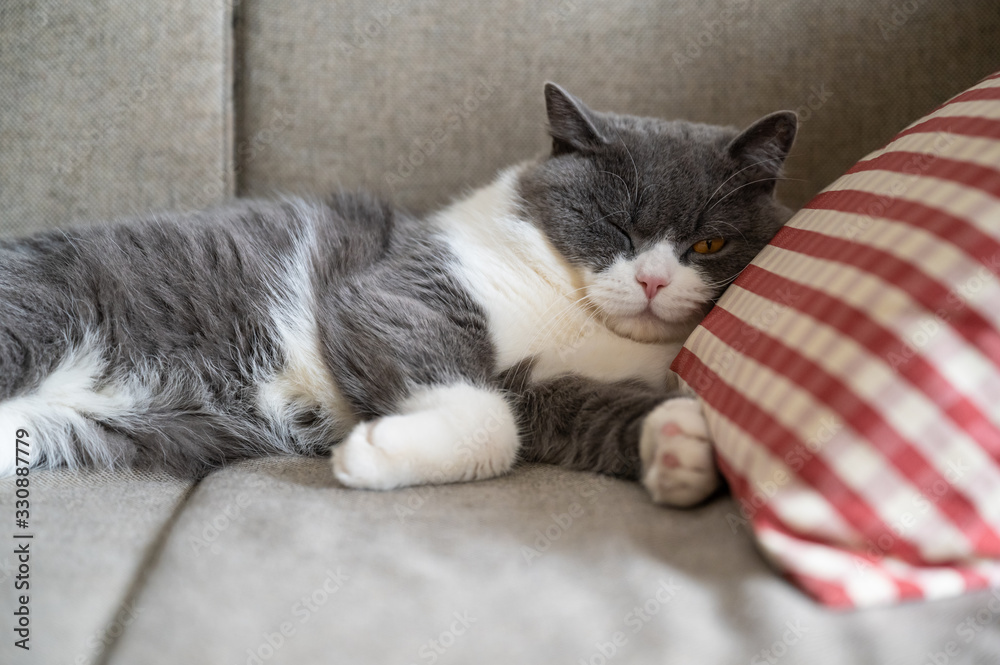 British shorthair cat sleeping on a pillow