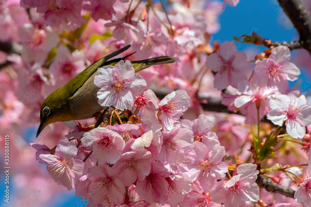 Japanese White-eye With Cherry blossoms(Japanese name is Kawazu-zakura) at Shibuya, Tokyo, Japan Japanese White-eye With Cherry blossoms(Japanese name is Kawazu-zakura) at Shibuya, Tokyo, Japan