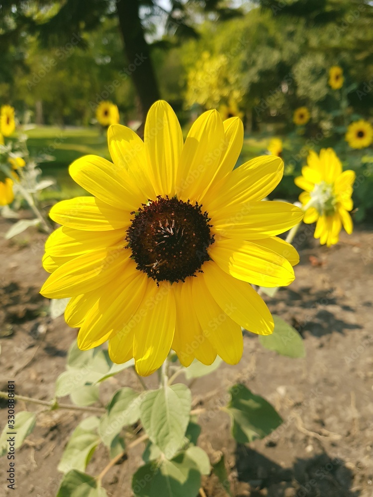 Fototapeta premium sunflower in a field