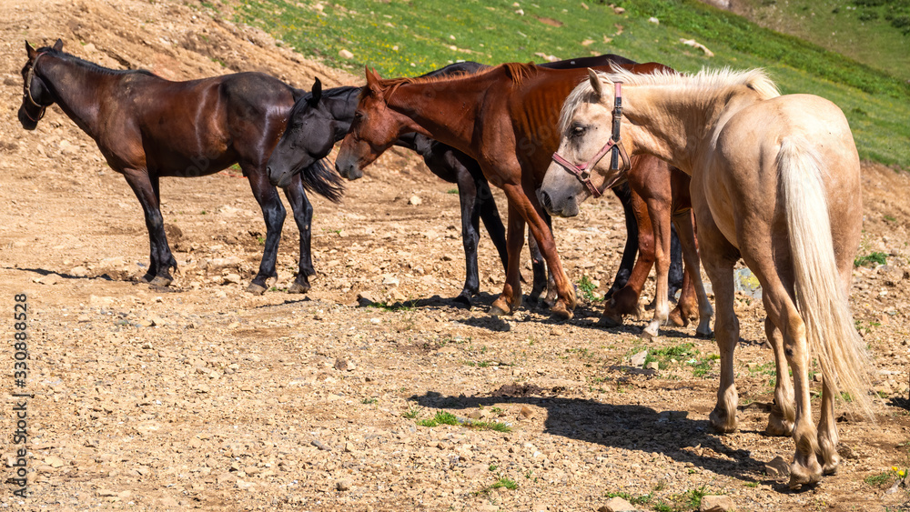 Obraz premium Several horses are moving along a mountain road.