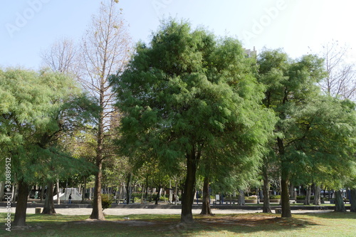 Fototapeta Naklejka Na Ścianę i Meble -  公園の大きな樹