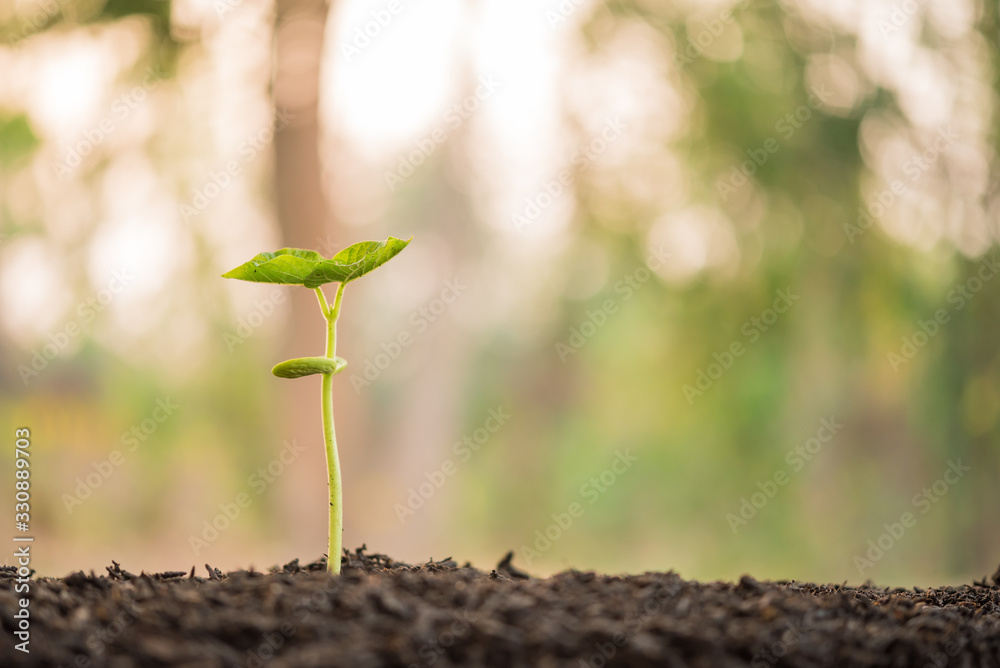 Fototapeta premium the seedling are growing from the rich soil to the morning sunlight that is shining and green nature bokeh background, new life growth ecology business financial progress, earth day, ecology concept