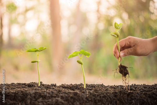 hand holding and caring a green plant over lighting background, planting tree, environment, background.agriculture, horticulture. plant growth evolution from seed to sapling, ecology concept. photo