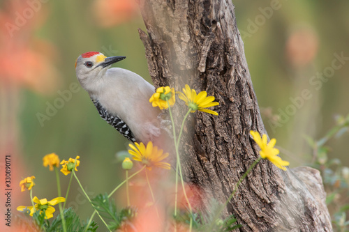 Golden-fronted woodpecker perched on a trunk backyard feeder