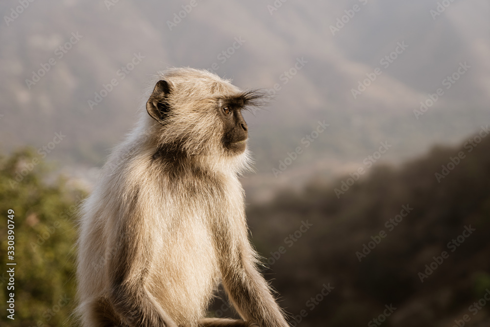 Fototapeta premium Monkey looking into the distance. Side profile 
