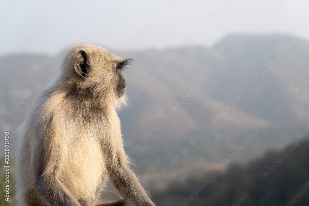 Monkey looking into distance 