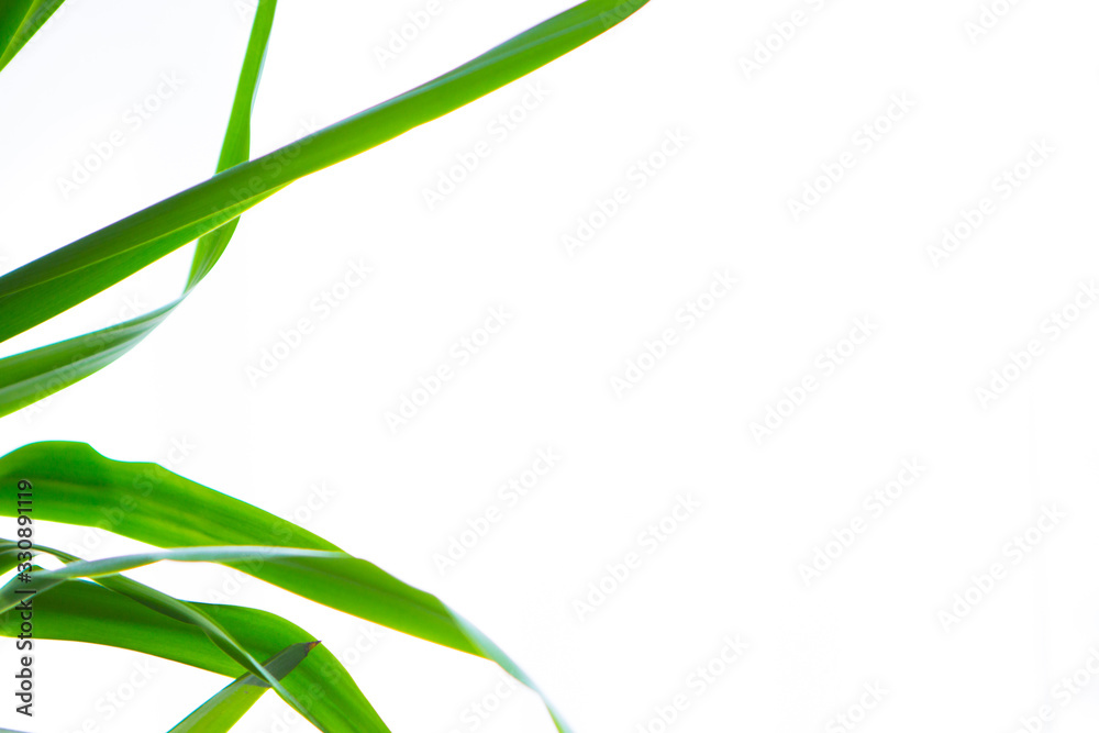 Obraz premium Green leaves on a white background. Isolated space. Copy space.