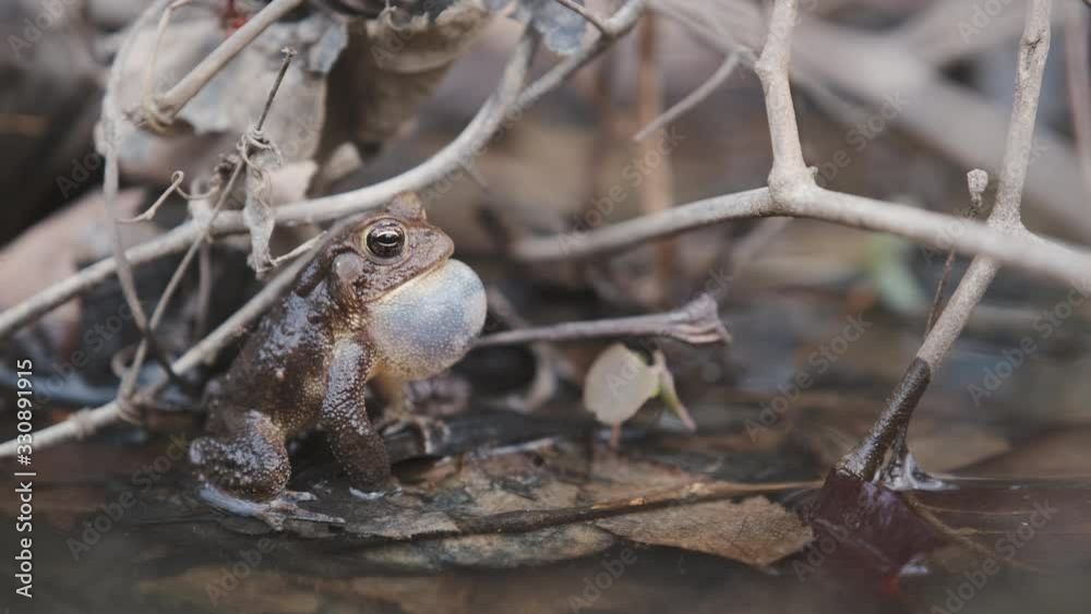 Male American Toad, Anaxyrus americanus, sitting in an urban wetland, calls out for a mate in the Spring by inflating his throat pouch and producing a loud trill. High quality audio. Male American Toad, Anaxyrus americanus, sitting in an urban wetland, calls out for a mate in the Spring by inflating his throat pouch and producing a loud trill. High quality audio.