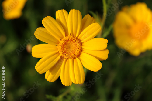Chamomile is yellow. Anthemis. Yellow-green field with daisies in spring.
