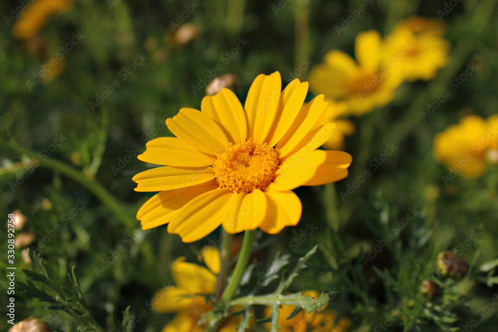 Chamomile is yellow. Anthemis. Yellow-green field with daisies in spring. Chamomile is yellow. Anthemis. Yellow-green field with daisies in spring.
