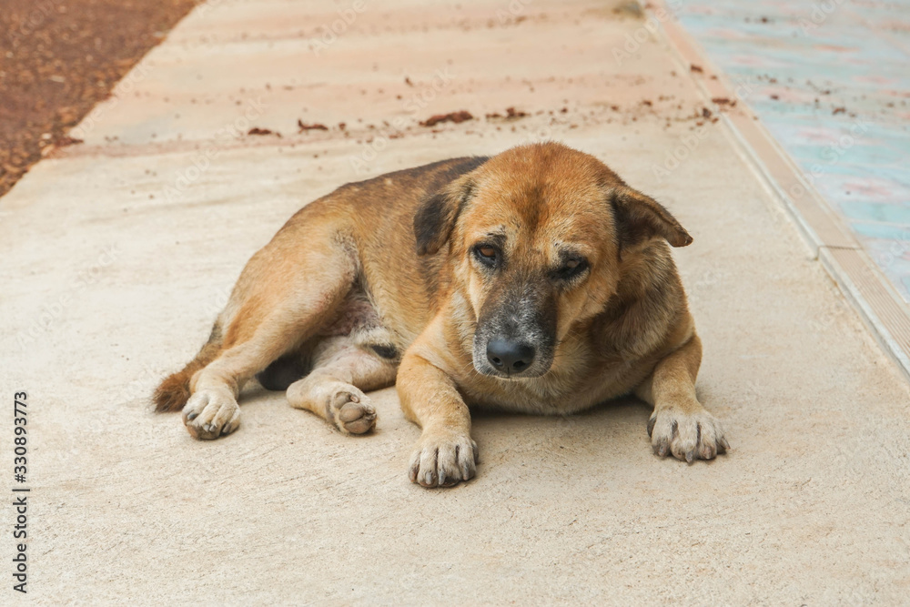 local Thai brown dog lying on concrete ground local Thai brown dog lying on concrete ground