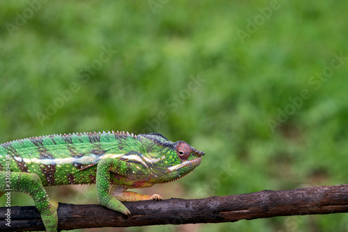 Panther chameleon, Furcifer pardalis, near Antsiranana, Madagascar