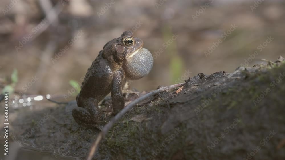 Male American Toad, Anaxyrus americanus, sitting in an urban wetland, calls out for a mate in the Spring by inflating his throat pouch and producing a loud trill. High quality audio. Male American Toad, Anaxyrus americanus, sitting in an urban wetland, calls out for a mate in the Spring by inflating his throat pouch and producing a loud trill. High quality audio.