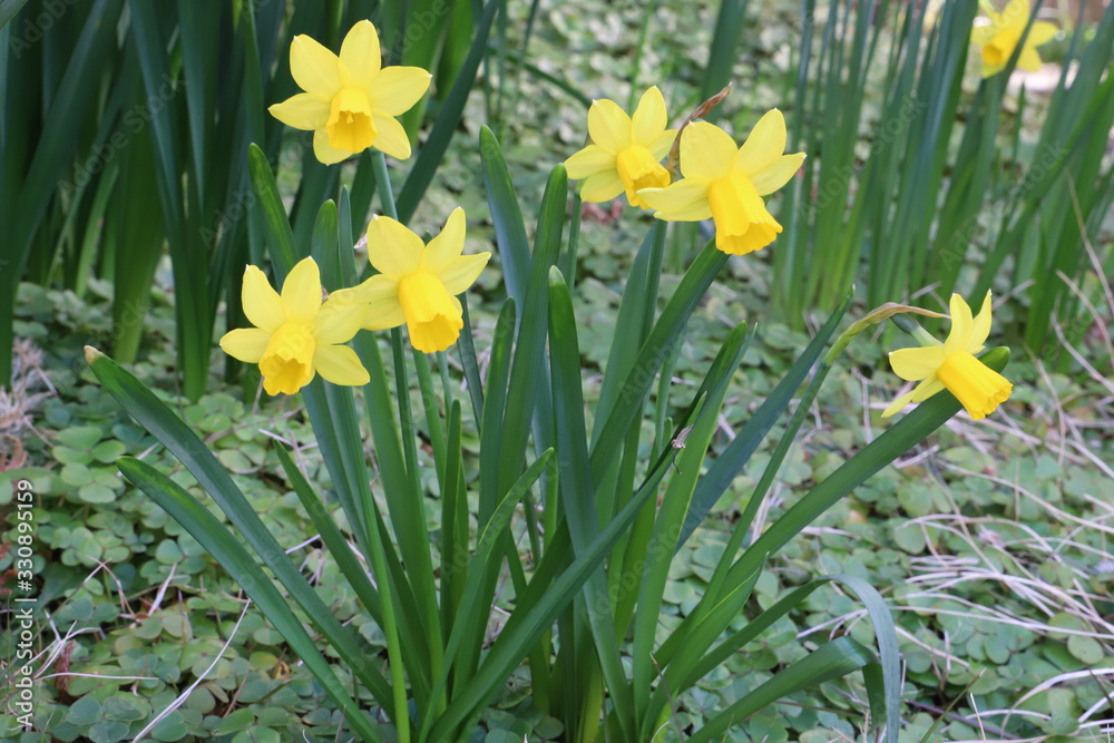ミニスイセン（テターテート）の黄色い花