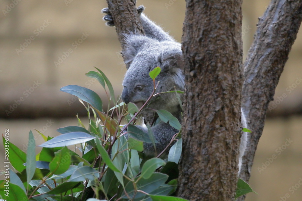 Obraz premium コアラ