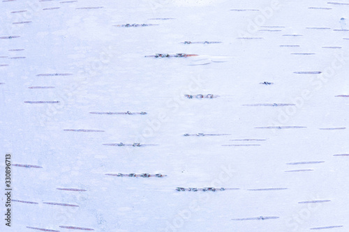 The birch bark texture or background. The macro shot is made by means of stacking technology