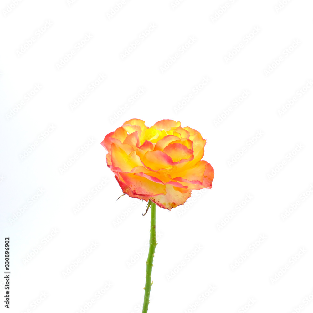 Yellow rose isolated on white background. Deep focus. Yellow rose isolated on white background. Deep focus.
