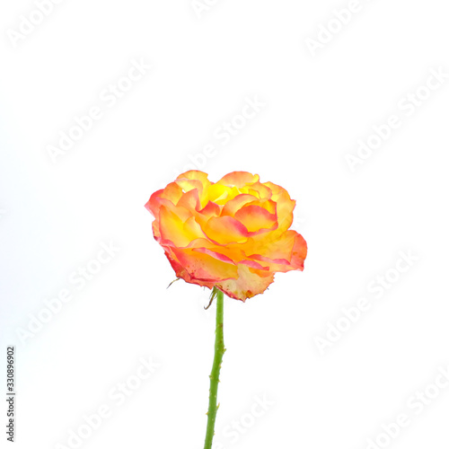 Yellow rose isolated on white background. Deep focus.