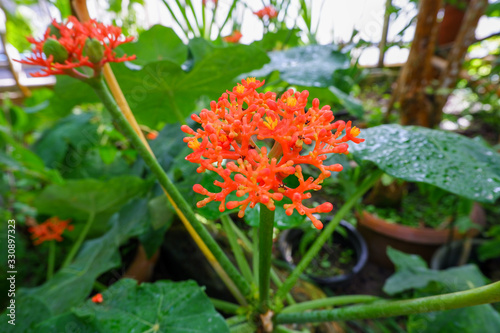 Jatropha podagrica is commonly known as Buddha belly plant, bottleplant shrub, gout plant, purging-nut, Guatemalan rhubarb and goutystalk nettlespurge. photo