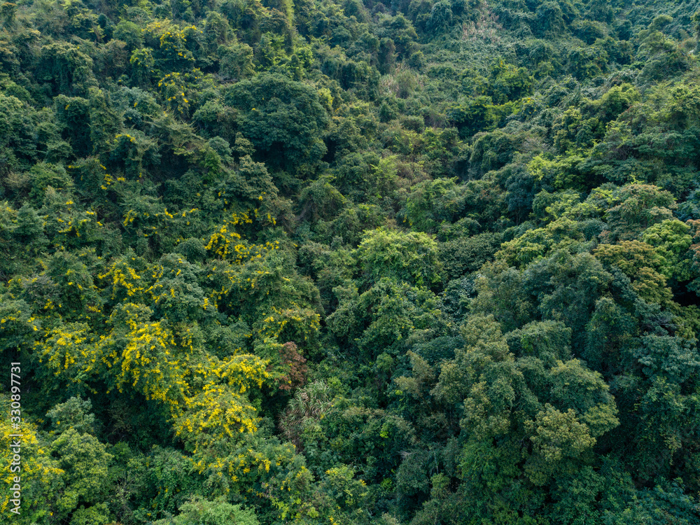 Fototapeta premium Aerial view of tropical forest in spring