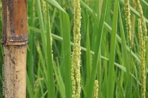 토종벼_가산벼_native_rice_flower_벼꽃 photo