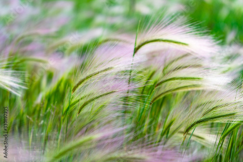 Mat grass. Feather Grass or Needle Grass, Nassella tenuissima