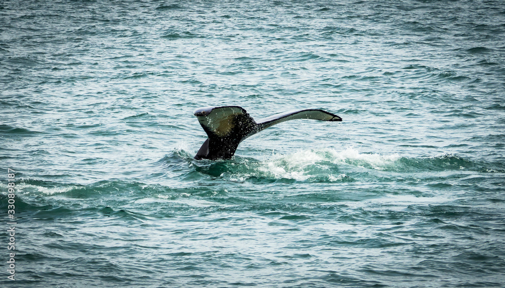 Fototapeta premium Humpback whales in the sea near Husavik Iceland