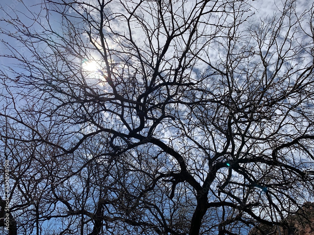 old mesquite tree branches against a cloudy sky old mesquite tree branches against a cloudy sky