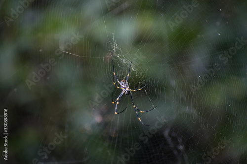 Australian Golden Orb Weaver Spider on Web