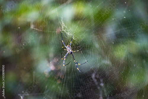 Australian Golden Orb Weaver Spider on Web