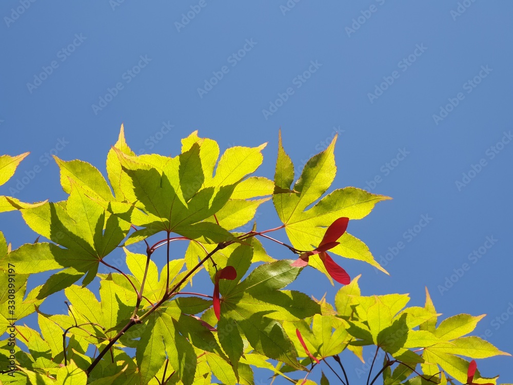 단풍 나무 열매