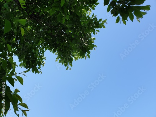 파란 하늘과 나뭇잎