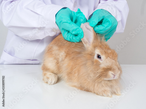 The vet doctor is wearing white glue and green gloves.Use a cotton swab to treat the cute brown-red bunny ears in a clinic or animal hospital.