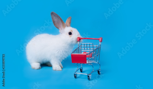 Cute baby Easter bunny fluffy white naughty joke was climbing shopping cart.isolated on a blue background