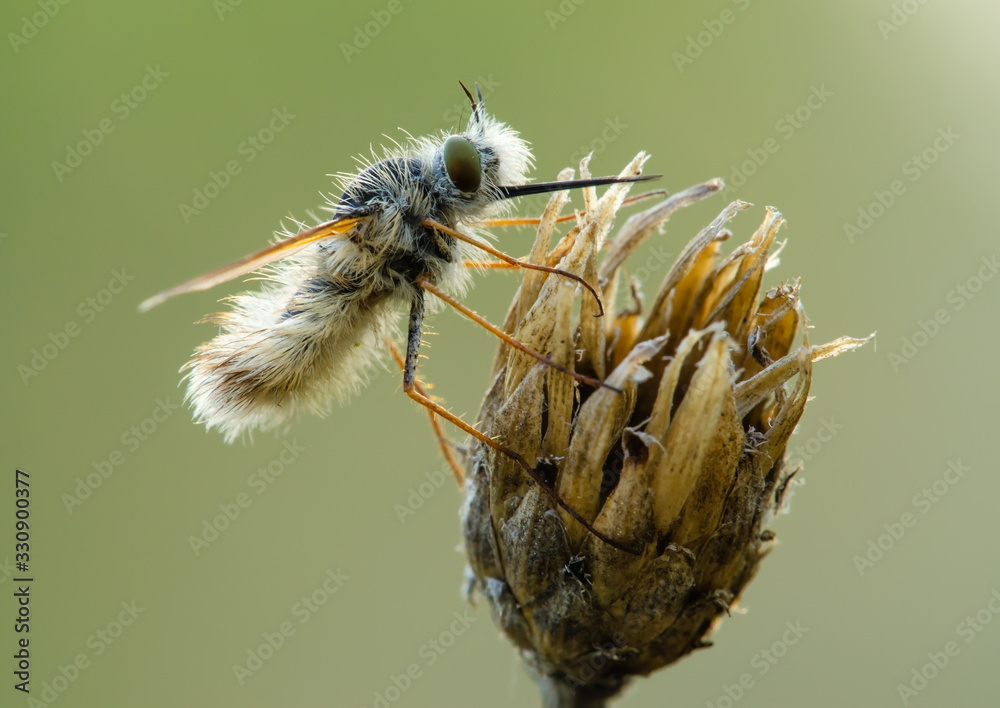 The fly was buzzing. Beautiful, fluffy fly. A fly with a long nose. The fly was buzzing. Beautiful, fluffy fly. A fly with a long nose.