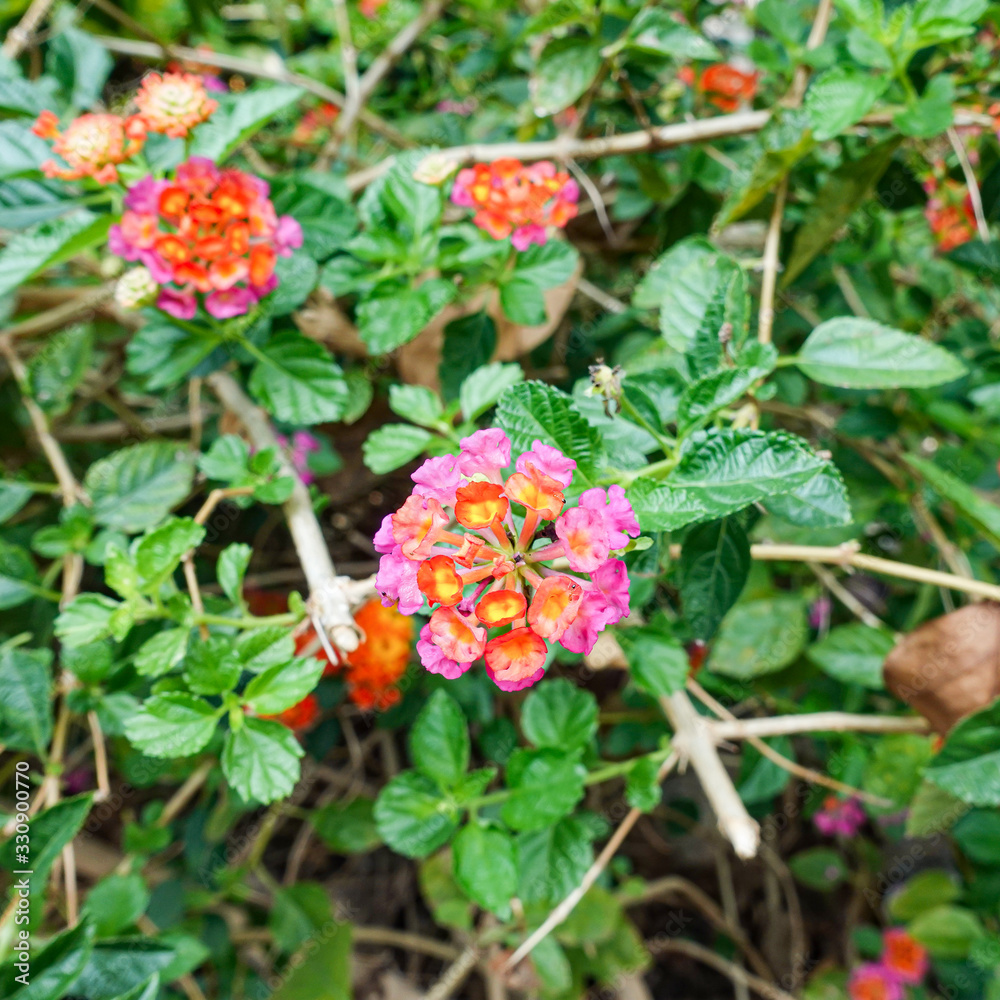 Orange and yellow Lantana camara flowers growing naturally in the wild Orange and yellow Lantana camara flowers growing naturally in the wild