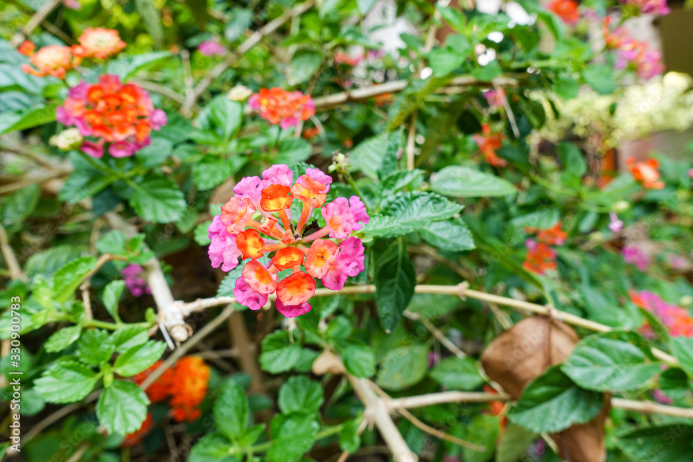 Orange and yellow Lantana camara flowers growing naturally in the wild