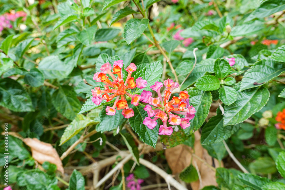 Orange and yellow Lantana camara flowers growing naturally in the wild Orange and yellow Lantana camara flowers growing naturally in the wild