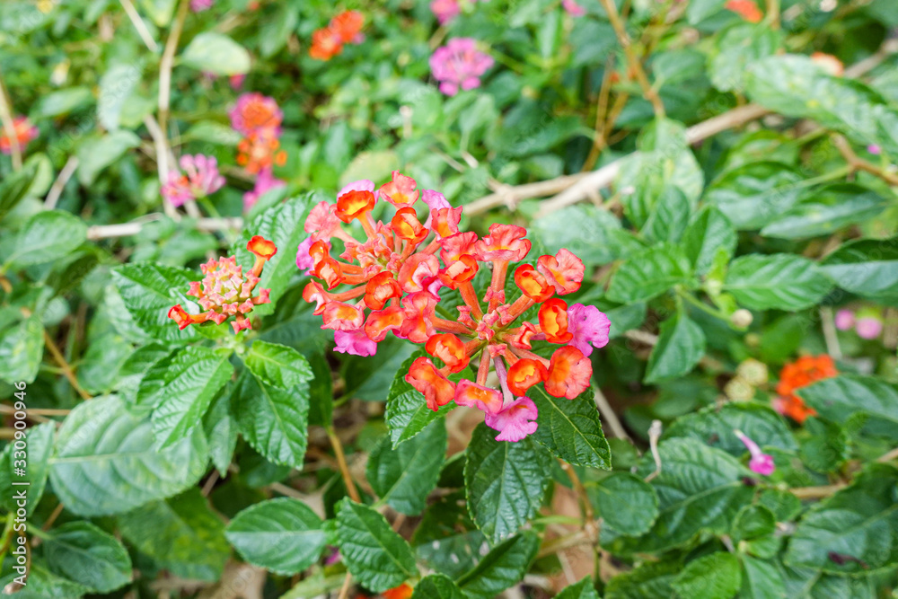 Orange and yellow Lantana camara flowers growing naturally in the wild Orange and yellow Lantana camara flowers growing naturally in the wild
